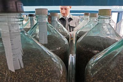 В плотно закрытых стеклянных сосудах семена хранят 3-4 года. Фото: Татьяна Андреева/РГ.