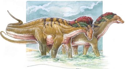 Амаргазавры (Amargasaurus cazaui), как и другие дикреозавриды, — одни из наиболее необычно выглядящих зауропод. Иллюстрация: Gabriel Lio из обсуждаемой статьи в Journal of Anatomy