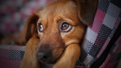 У собак не бывает депрессии. Возможно это симптомамы какого-либо заболевания.