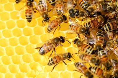 Из-за изменения климата количество крупных насекомых, включая шмелей, снижалось, а мелких пчел появлялось больше.
