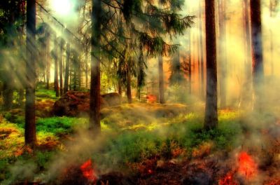 Если ущерб от лесного пожара превысит 10 тысяч рублей, виновника возгорания смогут привлечь к уголовной ответственности.