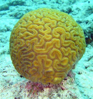 Коралл-мозговик. Фото: wikipedia