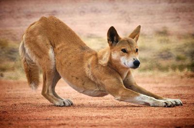 По форме челюсти собаку динго можно назвать «промежуточным» вариантом между волком и обычной домашней собакой. Фото: oir.mobi