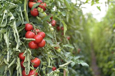 Новый сорт томатов спасет миллионы людей от рахита. Фото: foodnavigator-latam.com