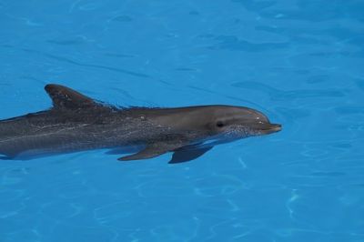 При общении дельфины используют уникальную для каждого животного звуковую «подпись», похожую на имя.