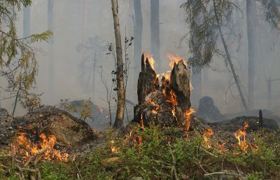 Серьезным фактором в распространении огня в лесах являются аномальные неблагоприятные погодные условия.