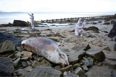 Иногда дельфины выбрасываются на берег живыми и умирают на суше. Фото: GettyImages.