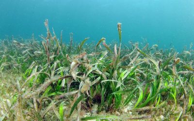 На первый взгляд в этой посидонии нет ничего примечательного: это классический представитель морских травянистых растений, заселяющий мелководья у южных берегов Австралии и Тасмании. Фото: operationposidonia.com