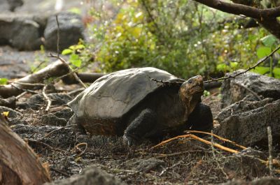 Единственный известный экземпляр «вымершего» вида черепах — самка по кличке Фернанда. Фото: phys.org