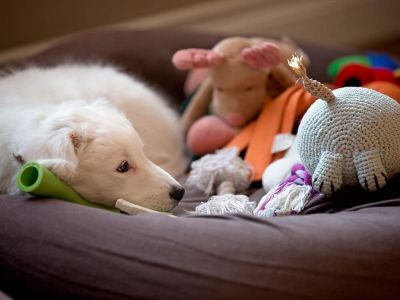 Ученые узнали, как собаки воспринимают свои игрушки. Фото: Getty images