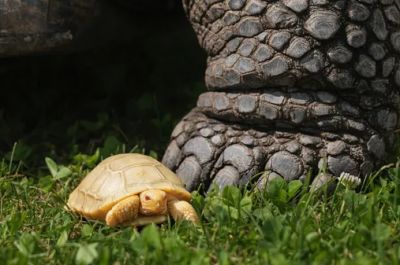 Шанс появления на свет черепахи-альбиноса – 1 к 100 000. Фото: Tropiquarium.
