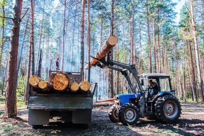 В Калужской области и в Башкирии система успешно отслеживает нелегальные вырубки леса. Фото: Татьяна Кравченко.