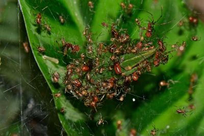 На фото — пауки вида Anelosimus eximius дружно поедают кузнечика.