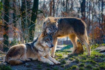 Сейчас серый волк занимает существенно меньший ареал, чем еще сто лет назад, а в некоторых странах до сих пор остается редким видом. Фото: phys.org