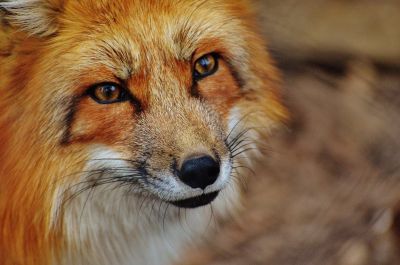 Зафиксировано несколько случаев нападения лис на домашних животных.