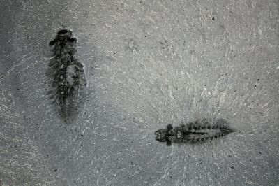 Новый вид ископаемых членистоногих, названный стэнликарисом или «креветкой Стэнли» — в честь ледника Стэнли, где его нашли. Фото: phys.org