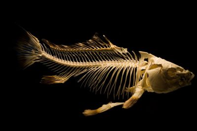 Понимание того, как мозг двоякодышащих рыб менялся на протяжении всей их эволюционной истории, помогает предположить, как мог выглядеть мозг первых четвероногих — наших наземных предков.