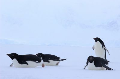 На фото — пингвины Адели (Pygoscelis adeliae) скользят на брюхе по снегу. Фото: Rémi Bigonneau.