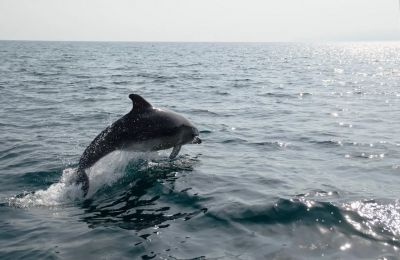 Дельфин в Черном море. Фото: Анастасия Постникова.