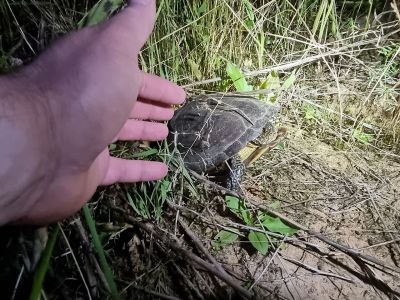 Европейская болотная черепаха считается обычным видом в южных районах Российской Федерации.