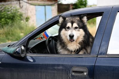 Собака в машине. Фото: РИА Новости / Павел Лисицын.
