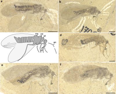 Отпечатки протомеропид (Protomeropidae) из раннепермского местонахождения Чекарда. Рисунок из обсуждаемой статьи в Current Biology.