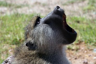 Зевающий бабуин. Фото: Kimberly Brown-Azzarello / Flickr.com.