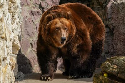 Бурый медведь. Фото: РИА Новости / Александр Вильф.