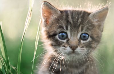 Пироплазмоз у кошек очень редко регистрируется, хотя сказать, что они совсем свободны от болезней, переносимых клещами, тоже нельзя.