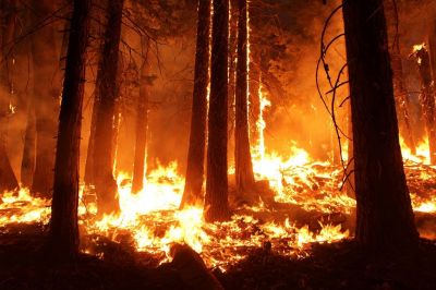 Необходимо добиться снижения площади лесных пожаров на 50% относительно уровня 2021 года.