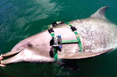 Героями исследования стали «военные» дельфины, умеющие находить мины. Фото: Ridgway et al., PLOS ONE, 2022