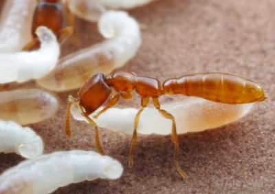 На фото рабочий муравей Adetomyrma goblin крепко держит в мандибулах личинку из своего же гнезда. Казалось бы, что здесь необычного?