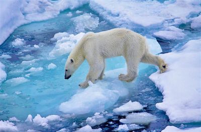 Белый медведь в поисках пищи. Фото: Д. Банин / Национальный парк «Русская Арктика».