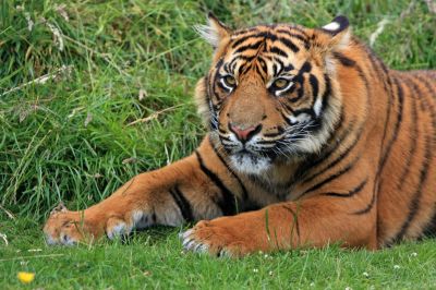 Амурский тигр является самым северным подвидом тигра.
