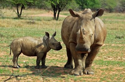 Праздник был учреждён в 2010 году и изначально касался судьбы африканских носорогов. Фото: Chriskruger, по лицензии depositphotos.com.