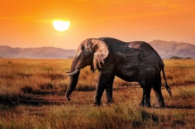 Слоны почитаются многими народами мира. Фото: Delbars, по лицензии Shutterstock.com.