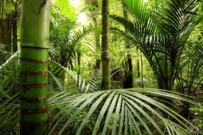 Тропический лес. Фото: STILLFX, Shutterstock.