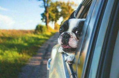 Перевозка домашних животных в авто пока законодательно не урегулирована.