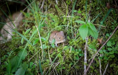 Шерстистые мыши Abrothrix hirta с западных склонов Анд были крупнее и обладали большим весом, чем особи с востока. Фото: BalkansCat/Shutterstock/FOTODOM.