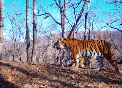 Четверть ареала тигра приходится на наши национальные парки и заповедники. Фото: Пресс-служба Минприроды России.