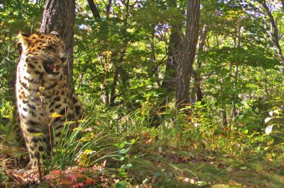 Документ, стал этапным для сохранения дальневосточного леопарда. Фото: Пресс-служба Минприроды России.
