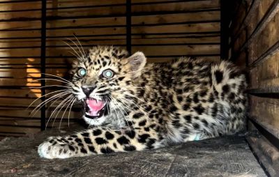 Первым кандидатом для выпуска на этой территории стал котенок леопарда, который сейчас находится в центре реабилитации в Алексеевке. Фото: Пресс-служба ФГБУ "Земля леопарда"/ТАСС.