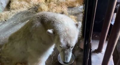 Медведь завтракает. Кадр из видео.
