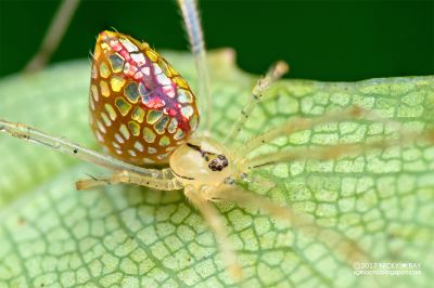 На фото — зеркальный паук Thwaitesia (самка). Род назван в честь английского ботаника и энтомолога Джорджа Генри Кендрика Твейтса (George Henry Kendrick Thwaites), привезшего Пикарду-Кембриджу с Цейлона типовой экземпляр.