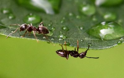 На каждого жителя Земли приходится около 2,5 млн таких насекомых. Фото: Валерий Шарифулин/ТАСС.