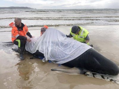 Специалисты подтвердили, что киты уже были мертвы, когда их выбросило на берег. Фото: PR handout image photo.