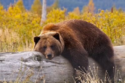 Медведи готовятся к спячке основательно, уже с конца лета — когда световой день начинает сокращаться, а корма еще много.