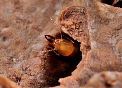 Солдат азиатского подземного термита (Coptotermes gestroi) в гнезде. C. gestroi питается древесиной. Фото: Amy E. Zanne et al. / Science, 2022.