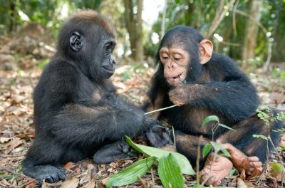 Хотя обычно взаимодействие шимпанзе и горилл можно наблюдать только в искусственных условиях, на деле эти виды общаются и в природе, без участия человека. Фото: mymodernmet.com.