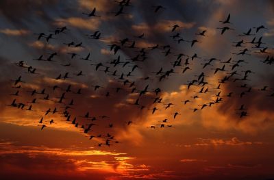 Около 1800 из 11 тысяч видов птиц ежегодно преодолевают огромные расстояния.